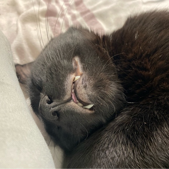 Meet your Posher, Chloe - Picture 4 of 6